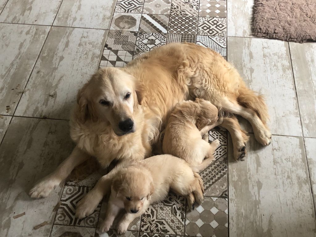 Peace & plenty - Chiot disponible  - Golden Retriever