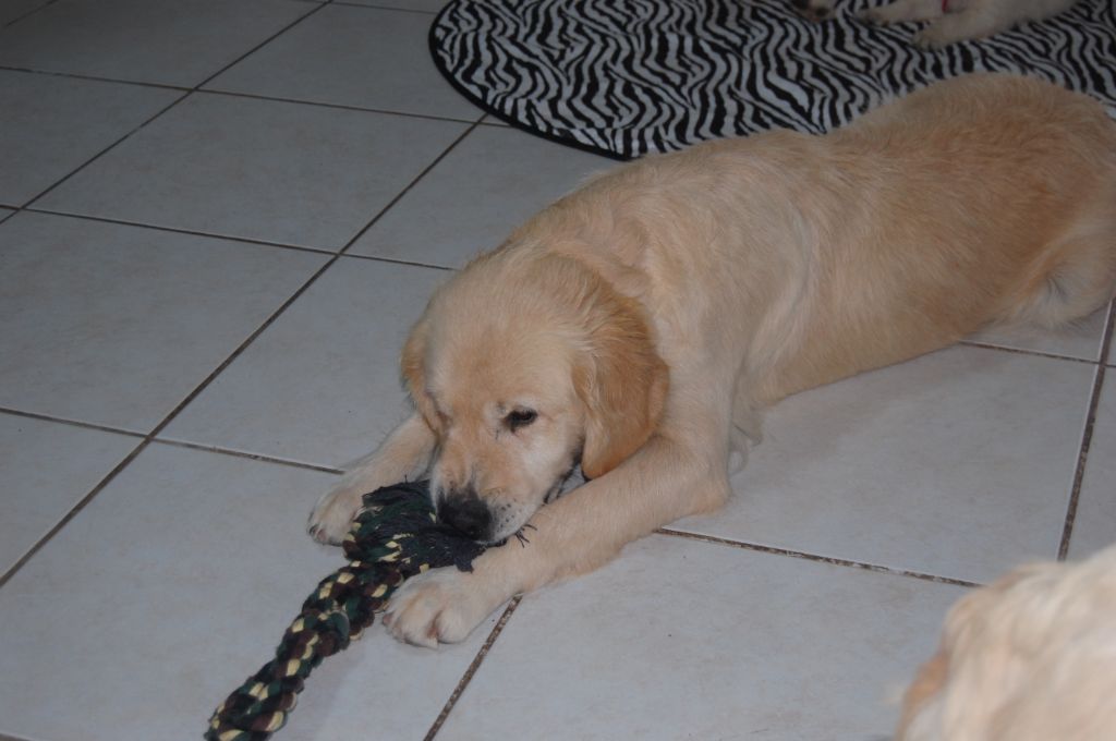 Gold edition Peace & plenty