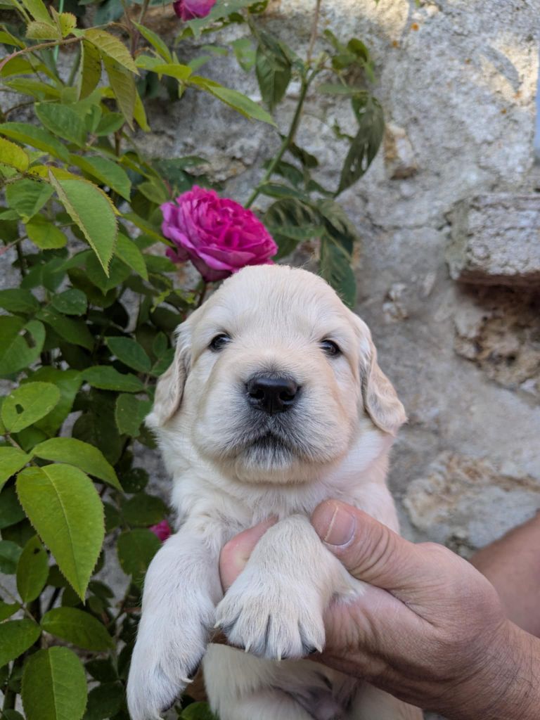 Peace & plenty - Chiots disponibles - Golden Retriever