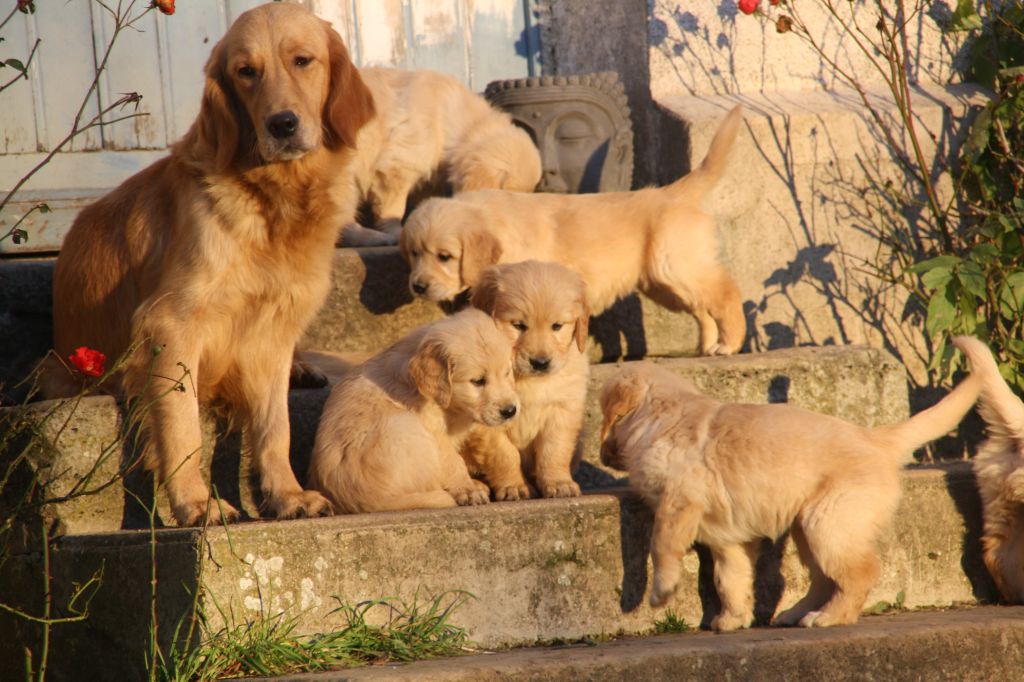 Peace & plenty - Golden Retriever - Portée née le 30/06/2025