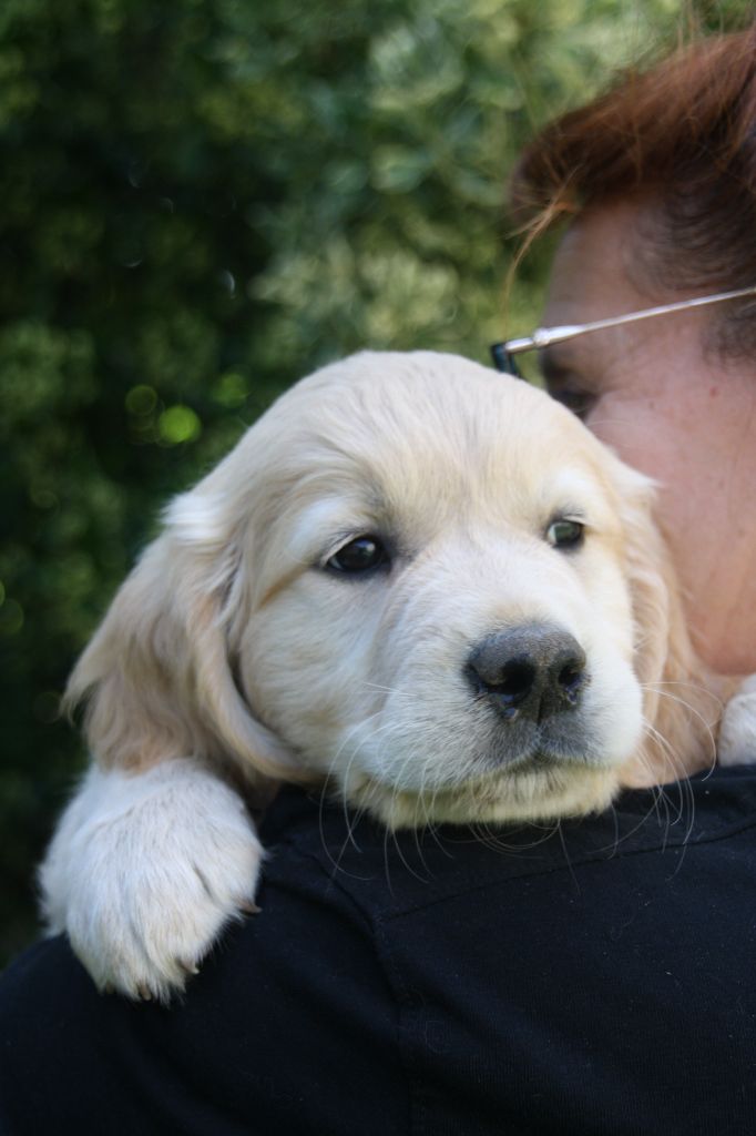 Peace & plenty - Chiots disponibles - Golden Retriever