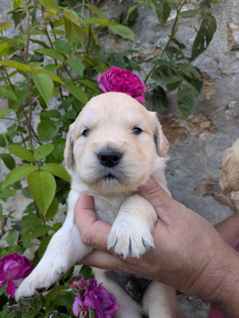 Peace & plenty - Chiots disponibles - Golden Retriever