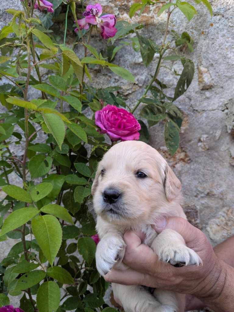 Peace & plenty - Chiots disponibles - Golden Retriever