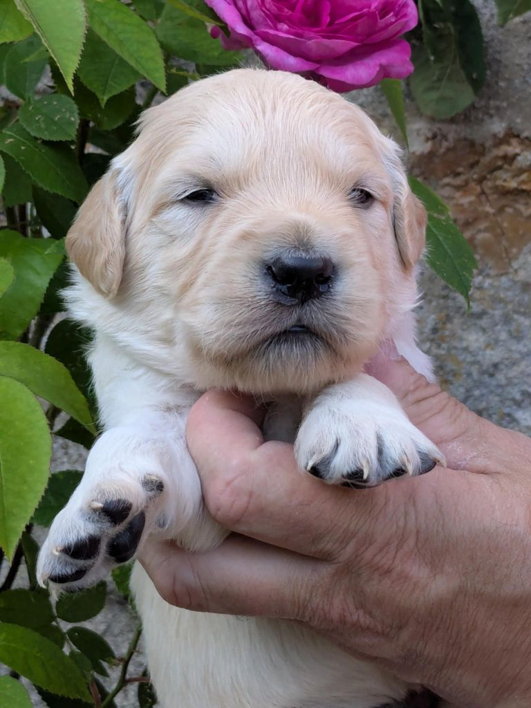 Peace & plenty - Chiots disponibles - Golden Retriever