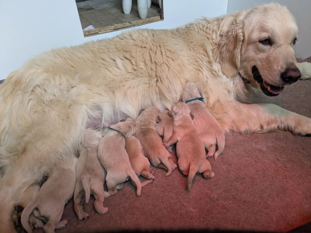 Chiot Golden Retriever Peace & plenty