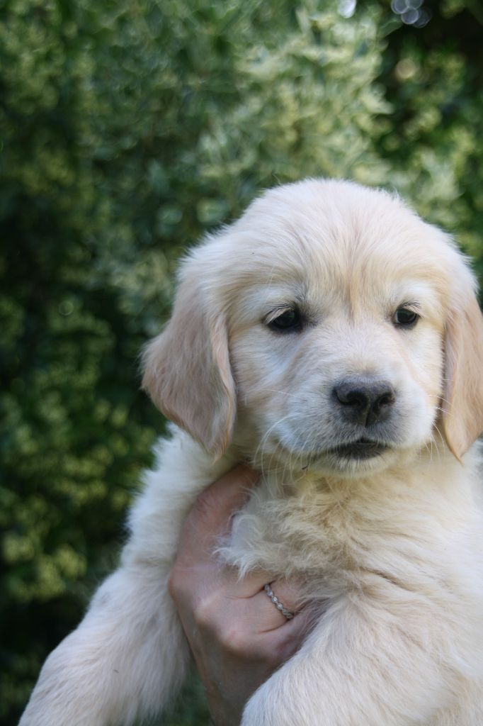 Peace & plenty - Chiots disponibles - Golden Retriever