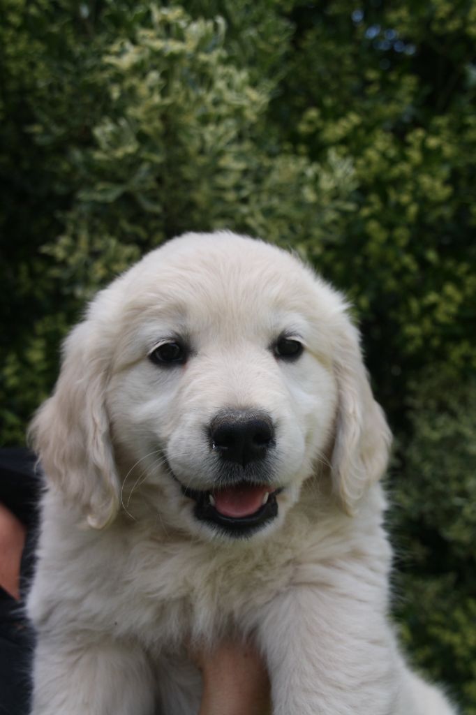 Peace & plenty - Chiots disponibles - Golden Retriever