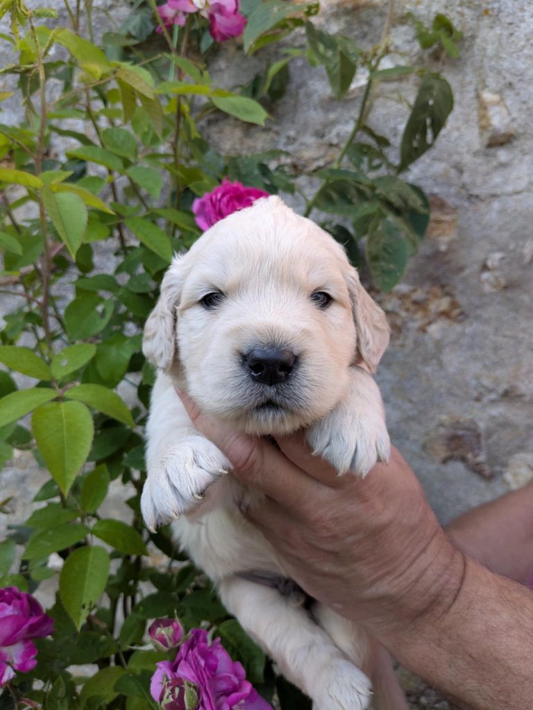 Peace & plenty - Chiots disponibles - Golden Retriever