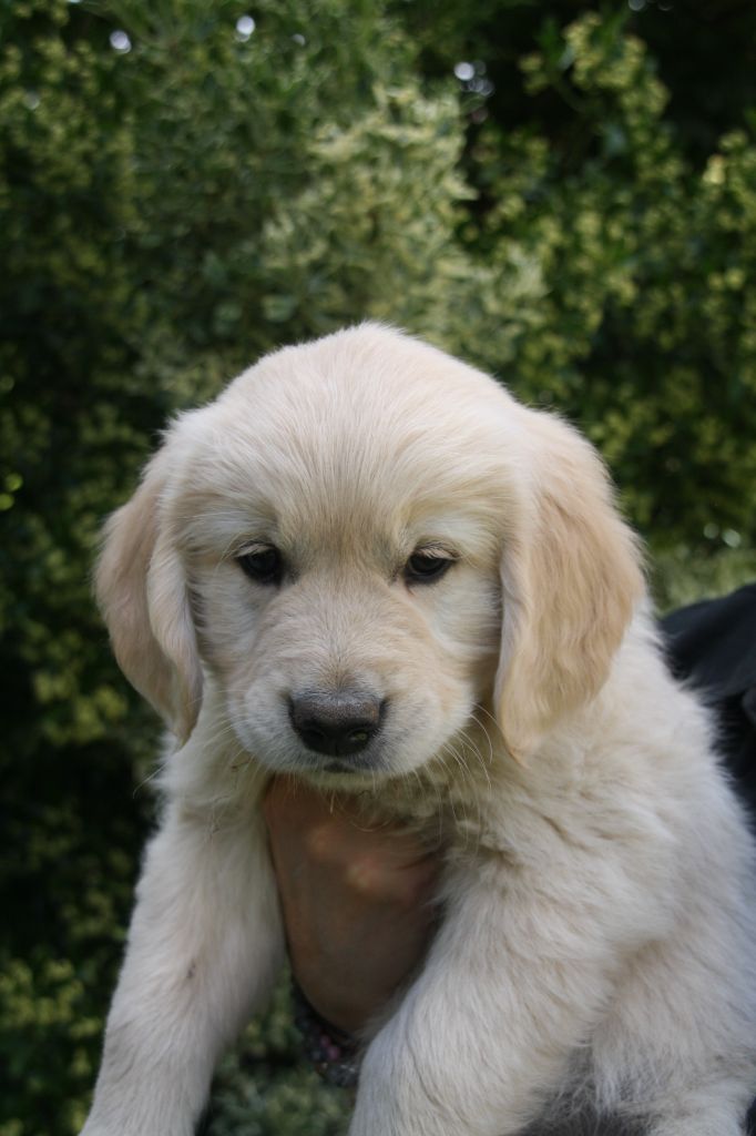 Peace & plenty - Chiots disponibles - Golden Retriever