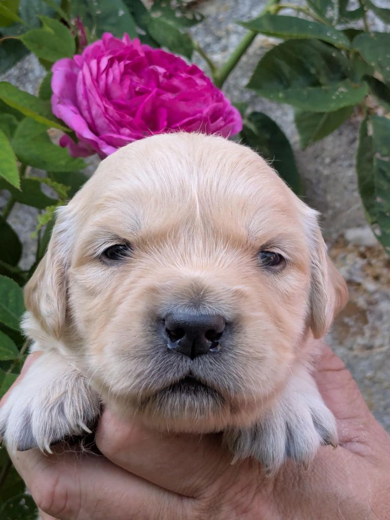 Peace & plenty - Chiots disponibles - Golden Retriever
