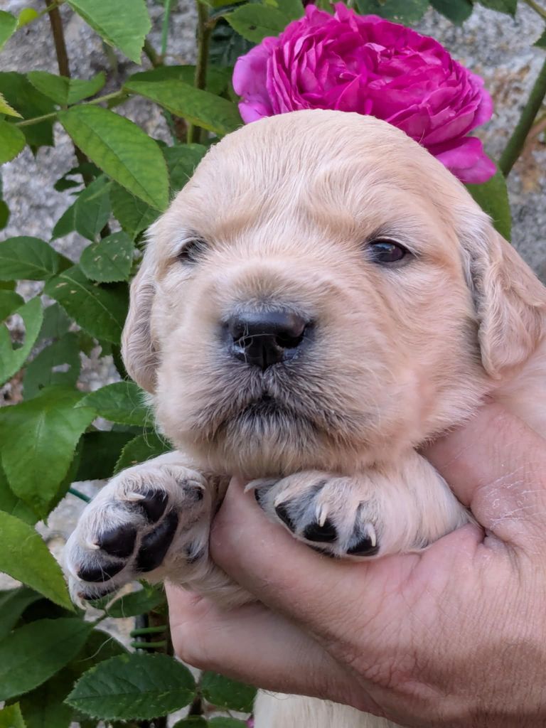 Peace & plenty - Chiots disponibles - Golden Retriever