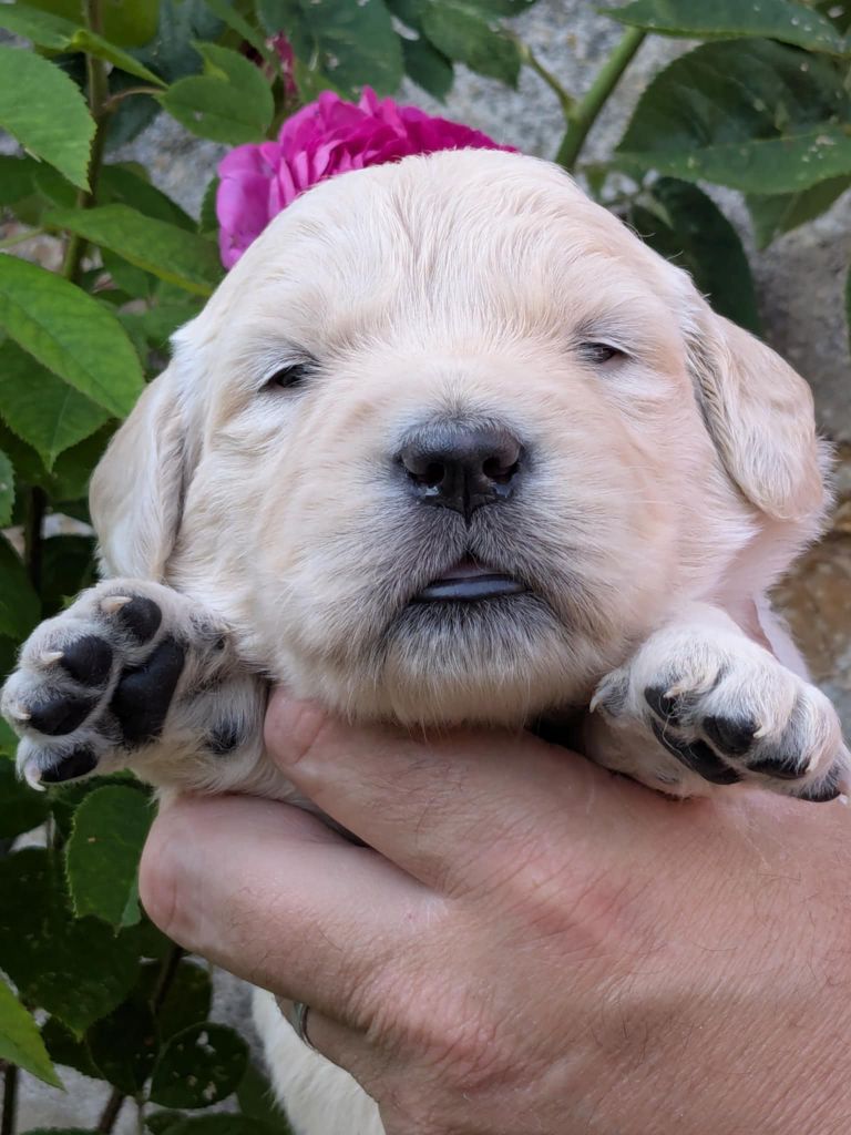 Peace & plenty - Chiots disponibles - Golden Retriever