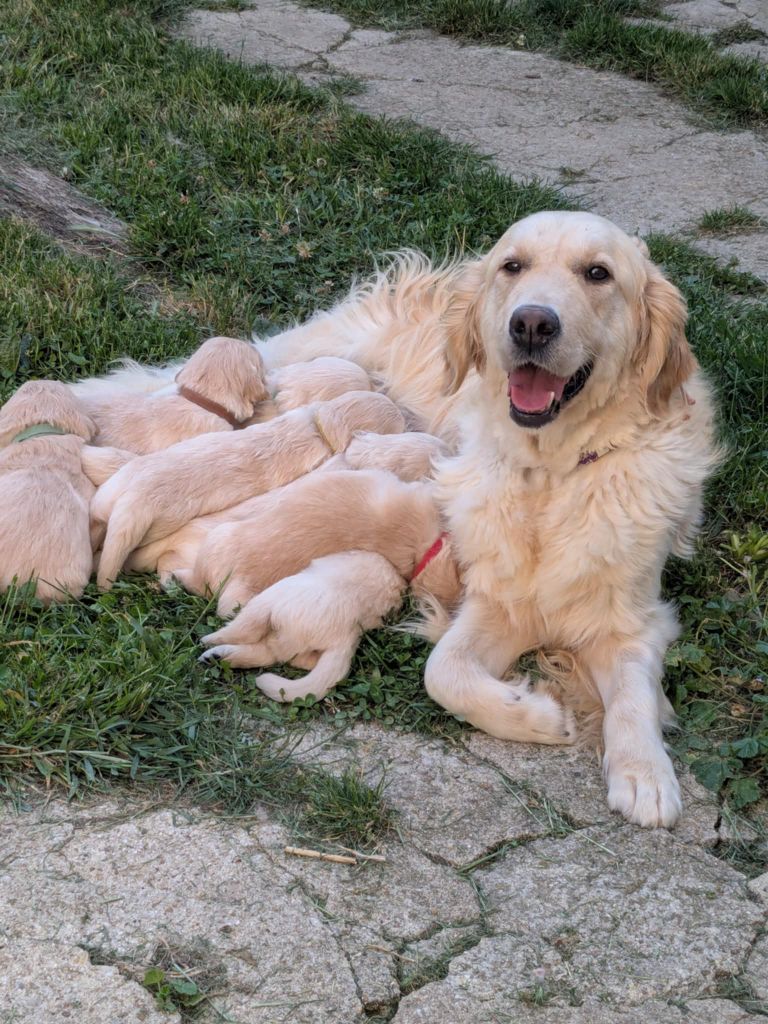 Chiot Golden Retriever Peace & plenty