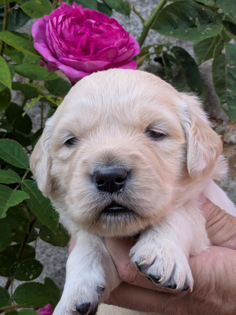 Peace & plenty - Chiots disponibles - Golden Retriever