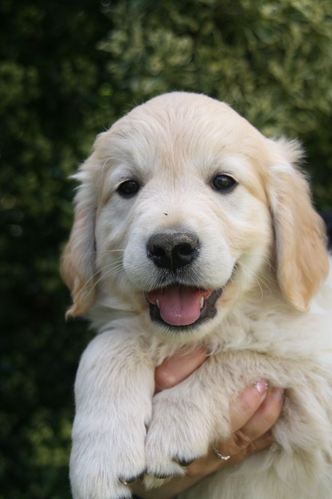 Peace & plenty - Chiots disponibles - Golden Retriever