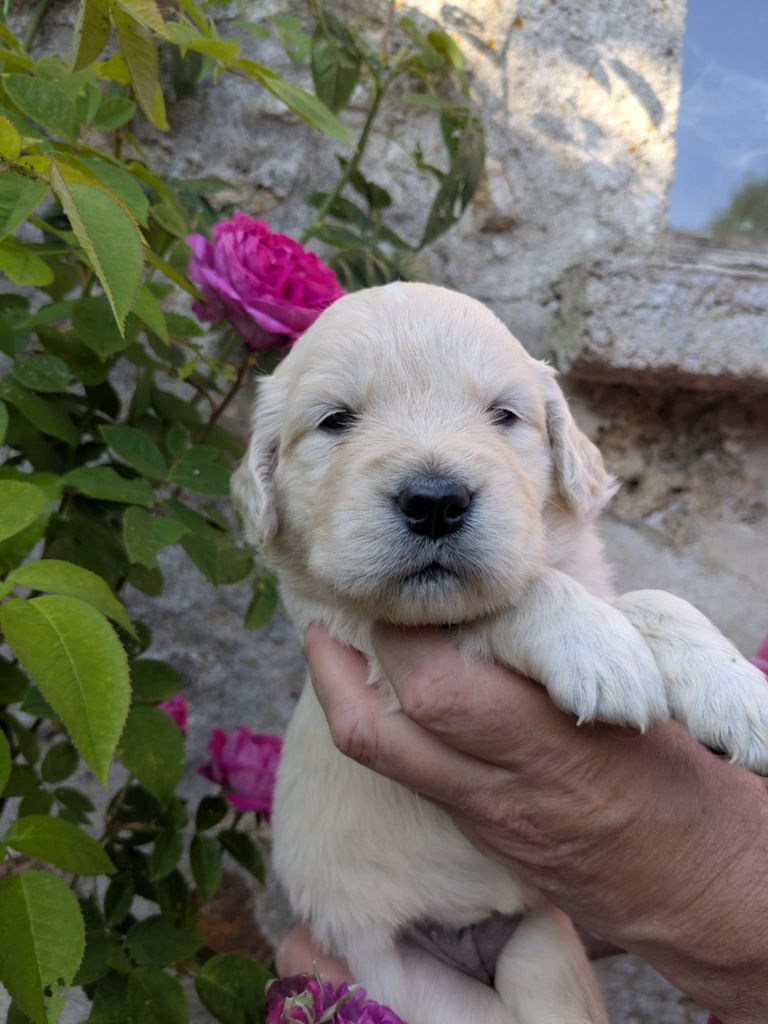 Peace & plenty - Chiots disponibles - Golden Retriever