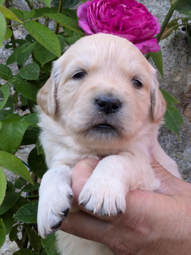 Peace & plenty - Chiots disponibles - Golden Retriever