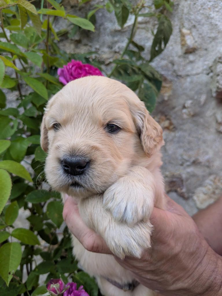 Peace & plenty - Chiots disponibles - Golden Retriever